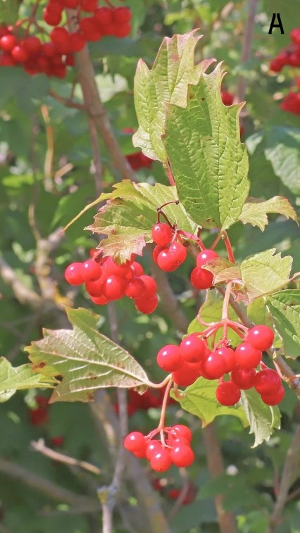 Red berries - Những nốt hương trái cây đỏ tươi tắn