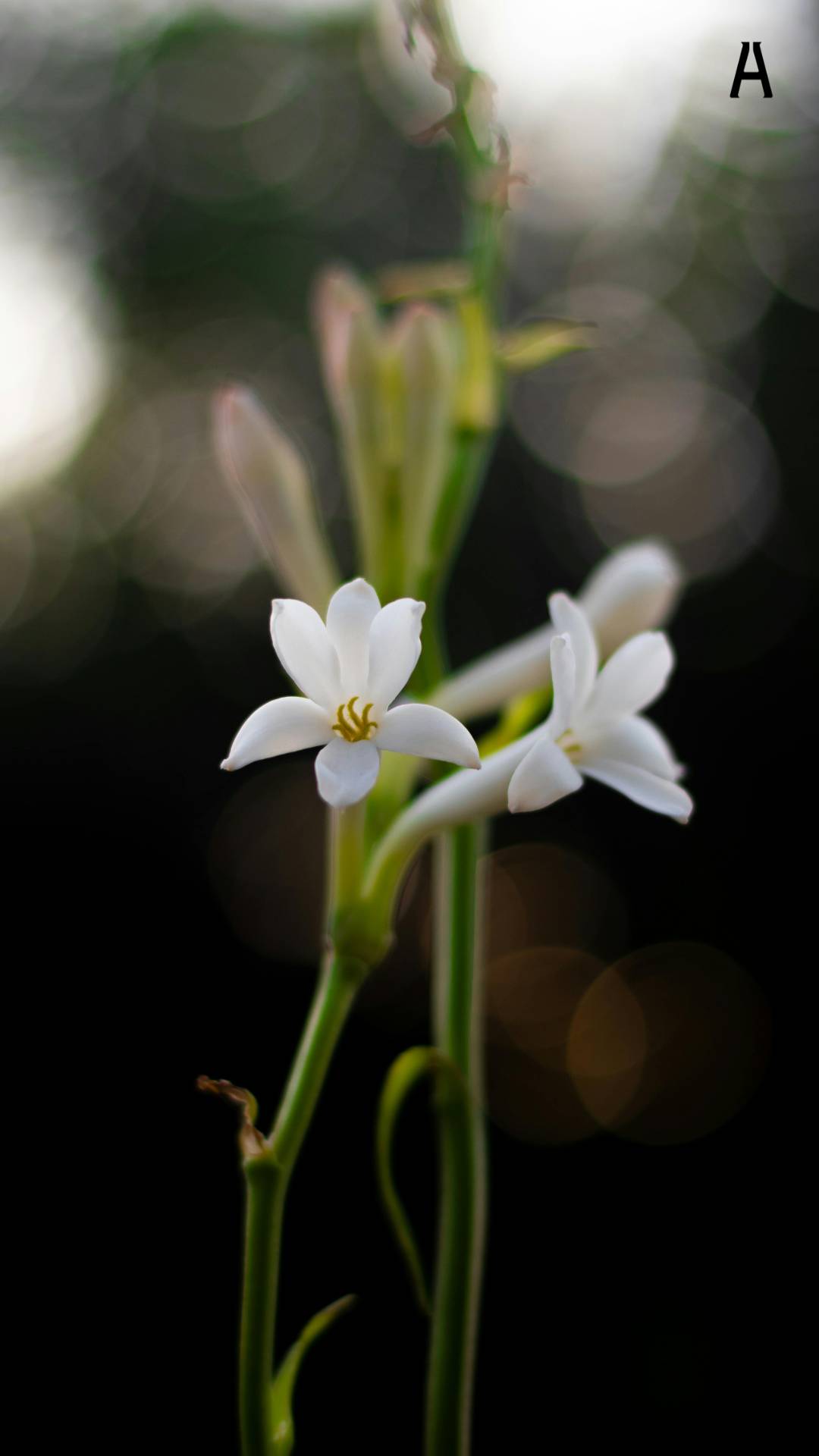 Narcotic White floral - Say mê các nốt hương hoa Trắng