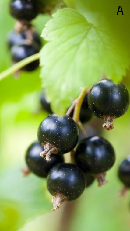 Chồi Lý chua đen (Blackcurrant) từ vùng rượu vang Burgundy Pháp