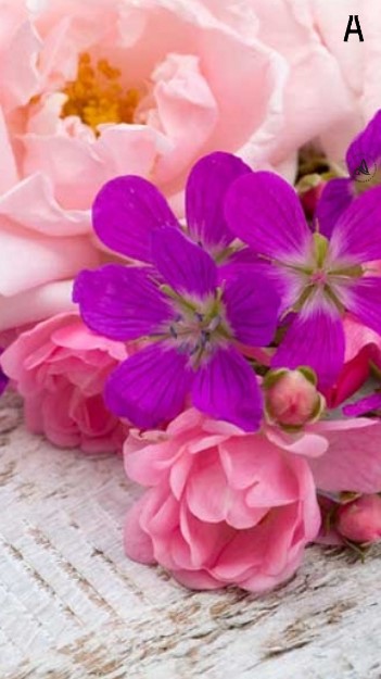 Rose vs Geranium - Hồng cho Phụ nữ và Hồng cho Đàn ông