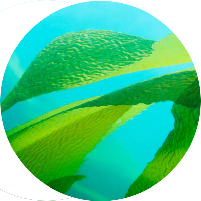 Sea Kelp Extract